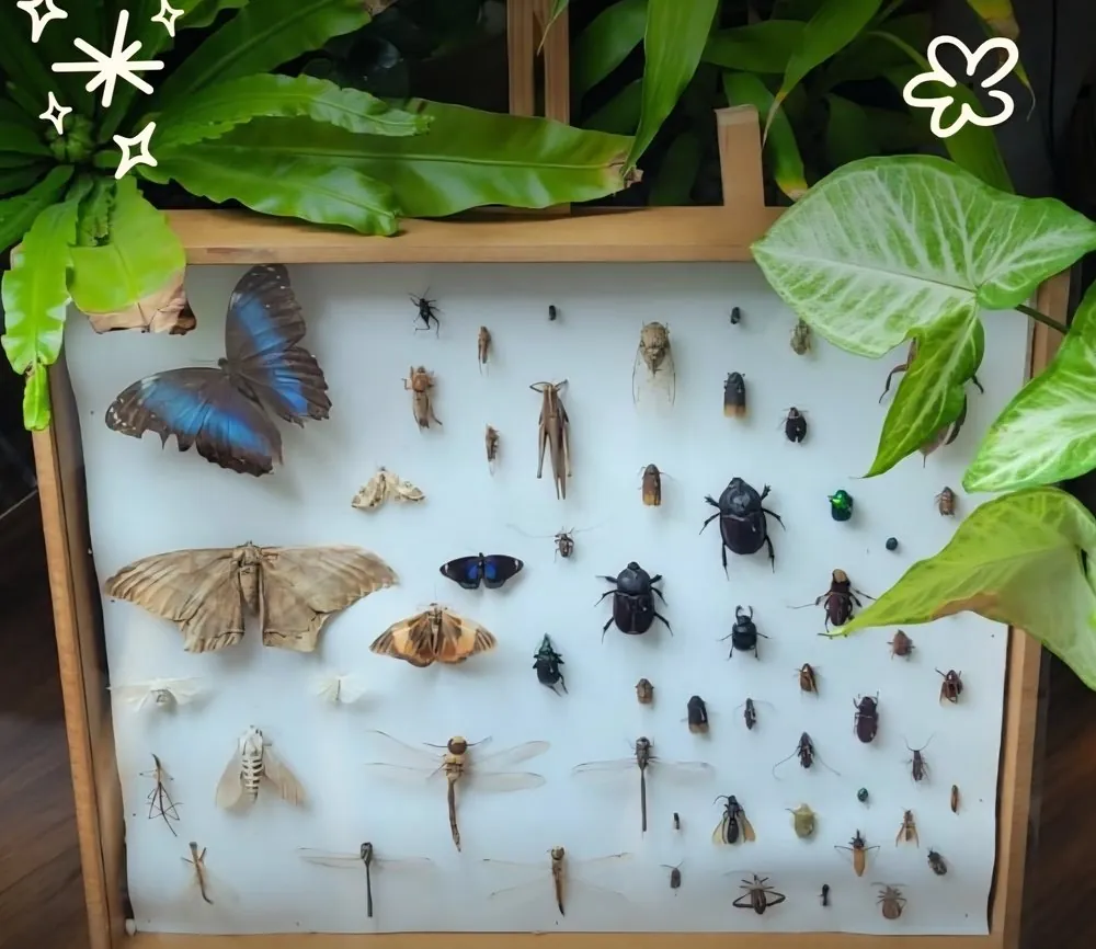Estúdio de Juliana com mostra entomológica e plantas